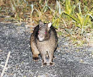 アマミノクロウサギ写真