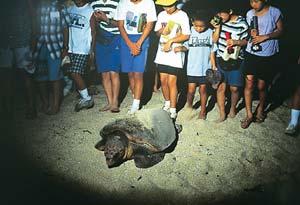 写真：アカウミガメ