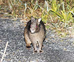 写真：アマミノクロウサギ