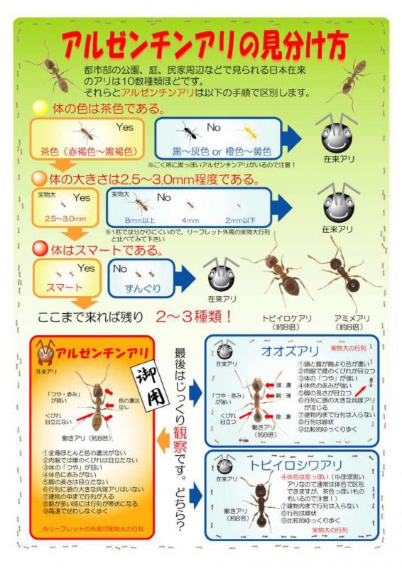 アルゼンチンアリの見分け方