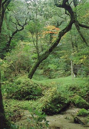 稲尾岳の林内