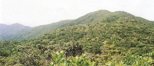 万九郎付近の山林