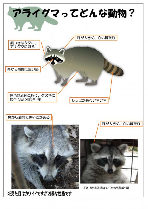 鹿児島県 注意 県内で特定外来生物アライグマが確認されました