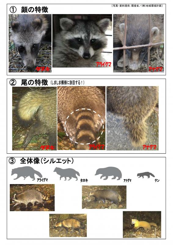 鹿児島県 注意 県内で特定外来生物アライグマが確認されました