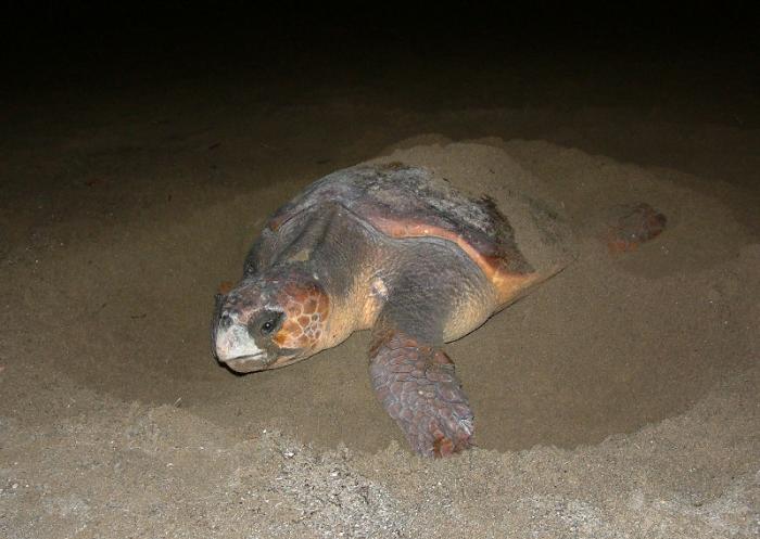 アカウミガメ・産卵