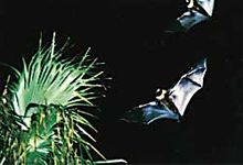 エラブオオコウモリの写真です