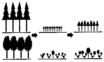 針葉樹と広葉樹のイメージ