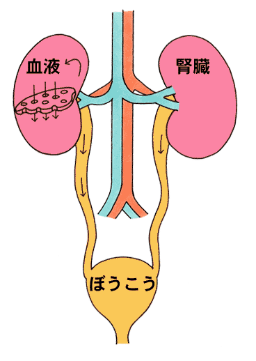 腎臓イラスト