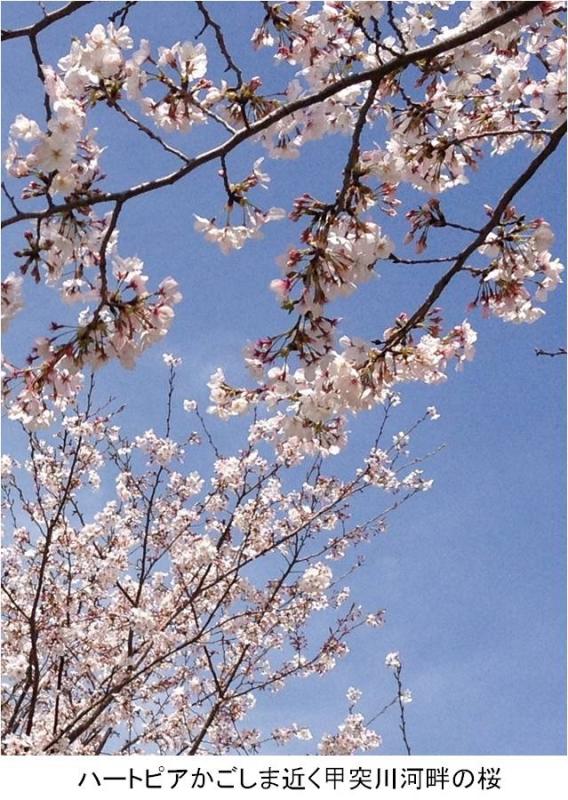 ハートピアかごしま近く甲突川河畔の桜