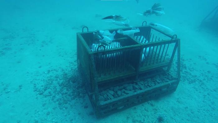 イカ産卵礁