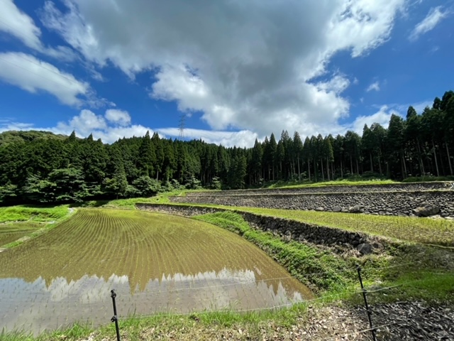 幸田の棚田3