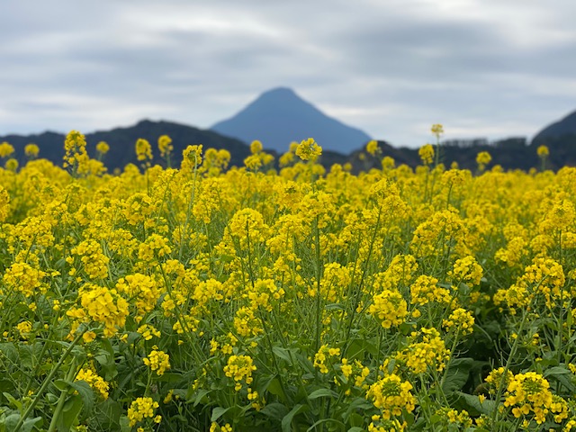 菜の花