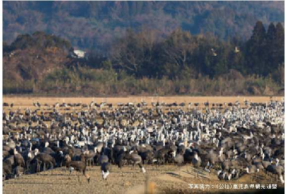 万羽ツル