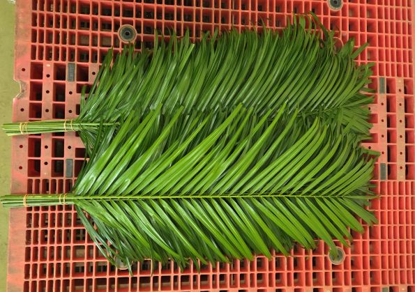 ロべ出荷