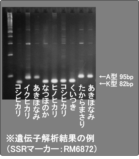 品種識別