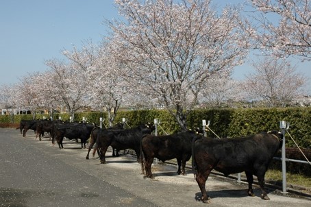 肉改研