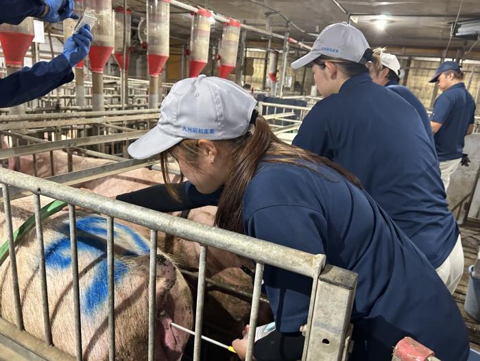 母豚の人工授精実践