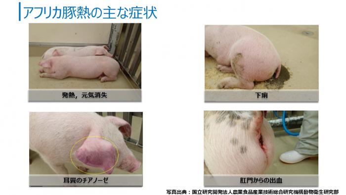 アフリカ豚熱症状