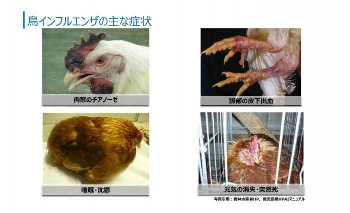 鳥インフルエンザ写真