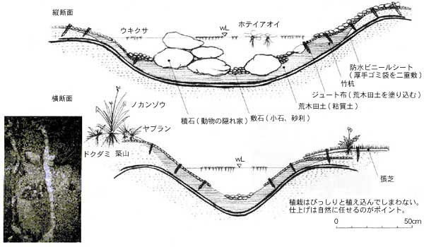 ビオトープ池の断面図