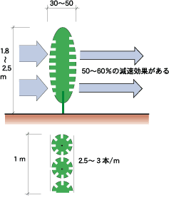 粗い防風生垣