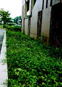 地被類の管理