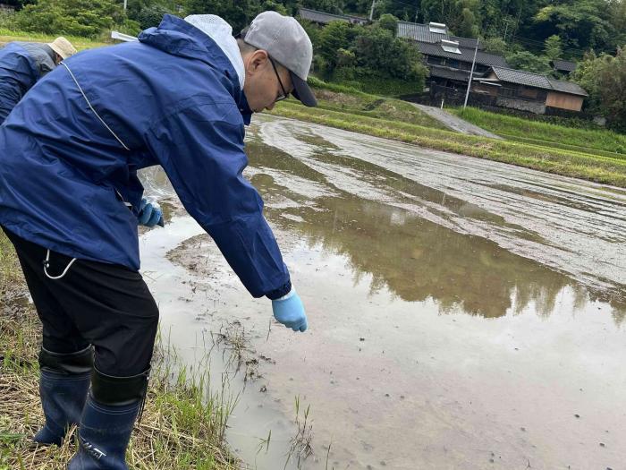タニシ剤散布