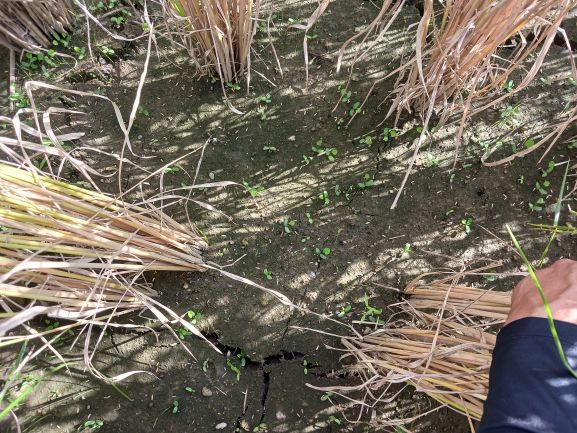 イタリアン播種⓶