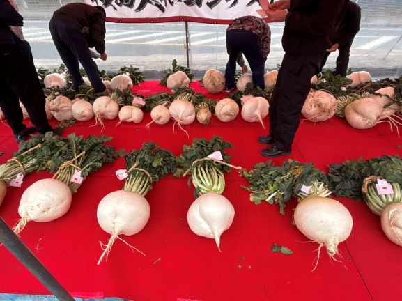 桜島大根（審査）