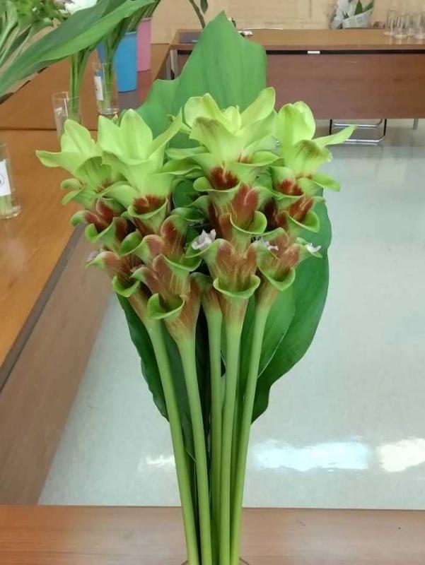 チョコゼブラ