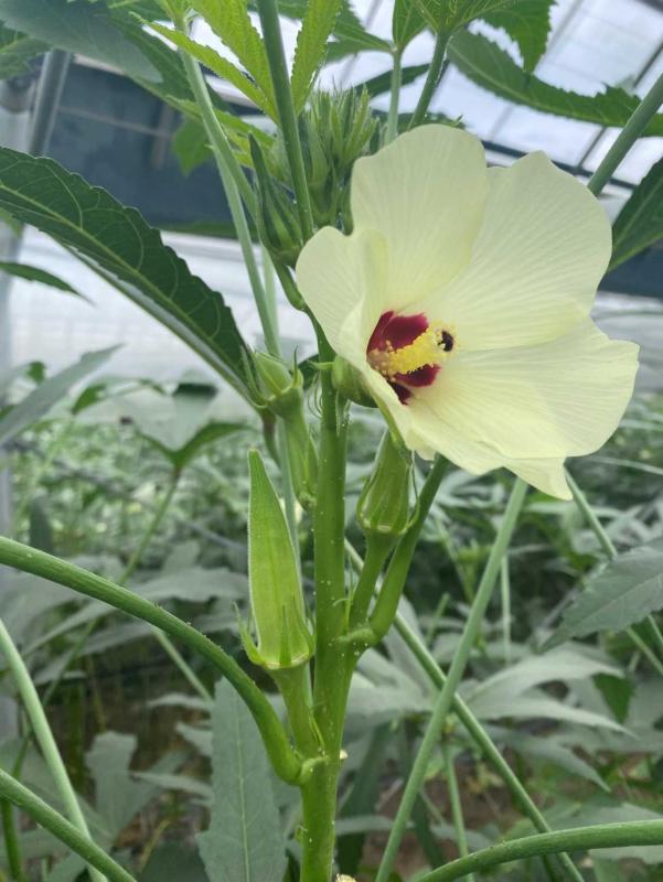 オクラ　花