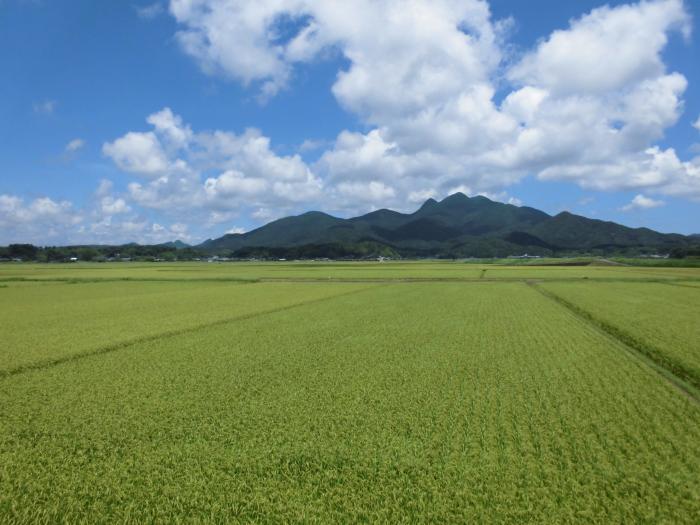 水田ほ場整備（金峰）