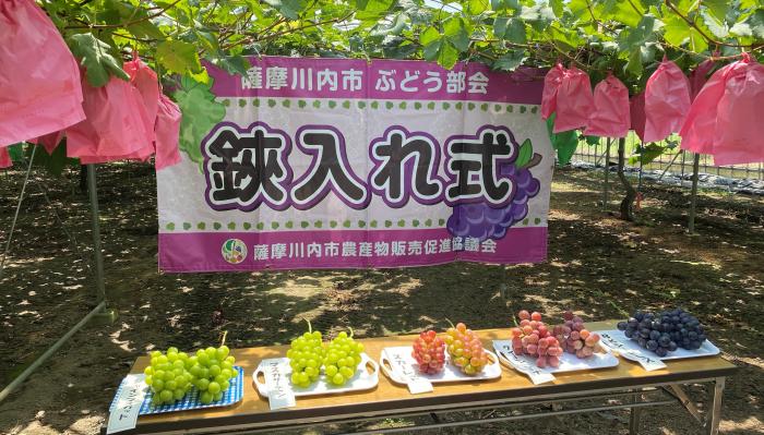 ぶどう鋏入れ