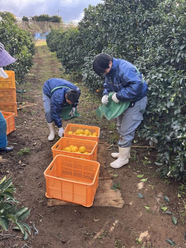鶴翔高校収穫実習