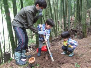 たけのこ堀り