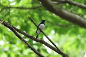 探鳥会