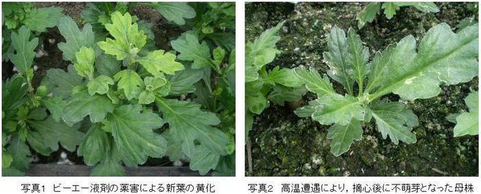 ビーエー液剤処理による薬害(左)と高温遭遇により不萌芽となった母株(右)