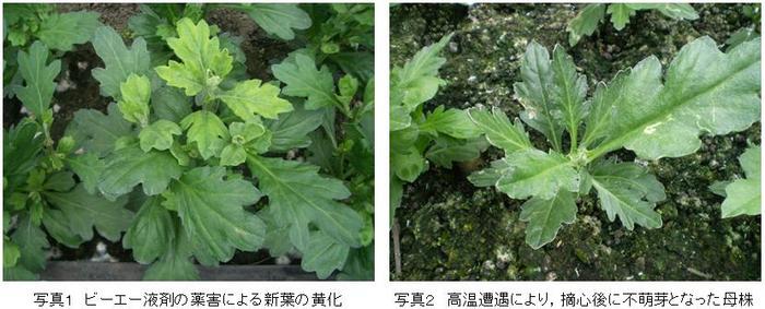 ビーエー液剤処理による薬害（左）と高温遭遇により不萌芽となった母株（右）