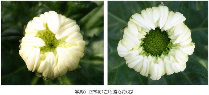 正常花（左）と露心花（右）