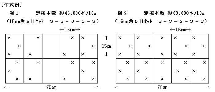 秋スプレーギクの作式