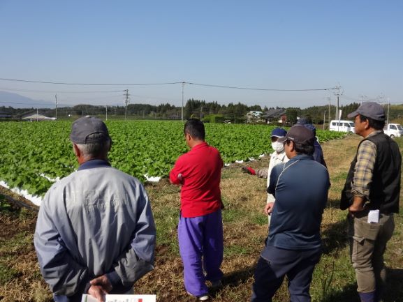 茶農家が畑かんによるごぼう栽培を学ぶ