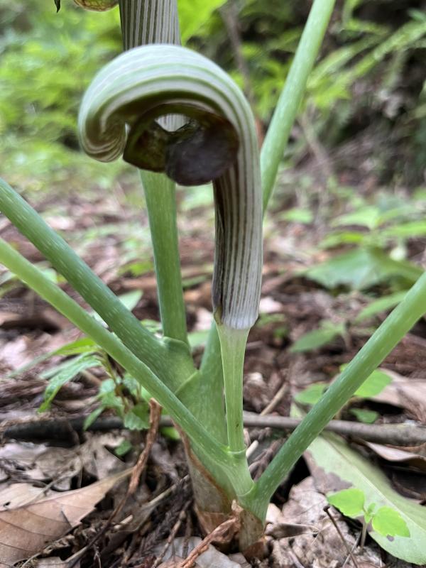 ムサシアブミ