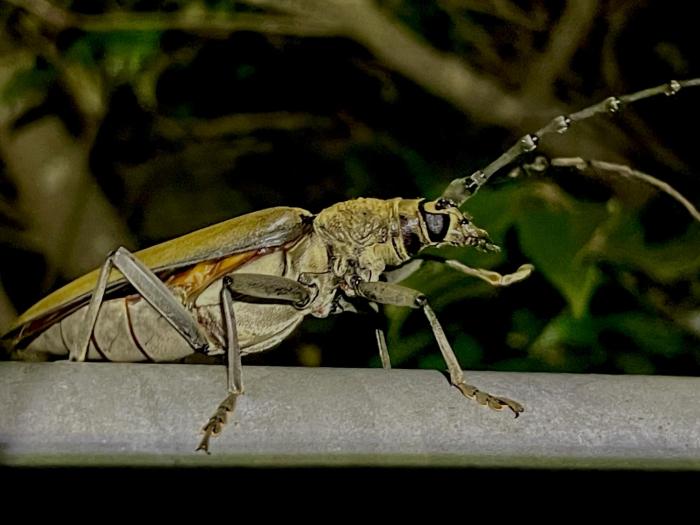 insect