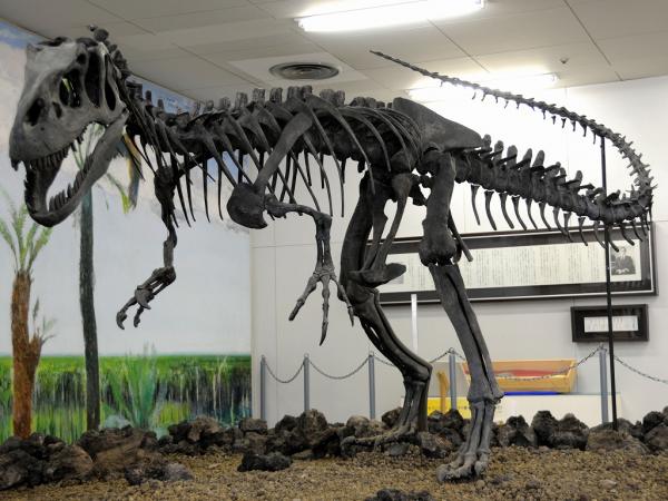 鹿児島県 化石展示室