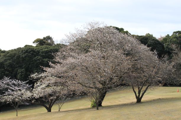 桜1