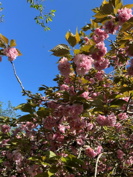 桜2