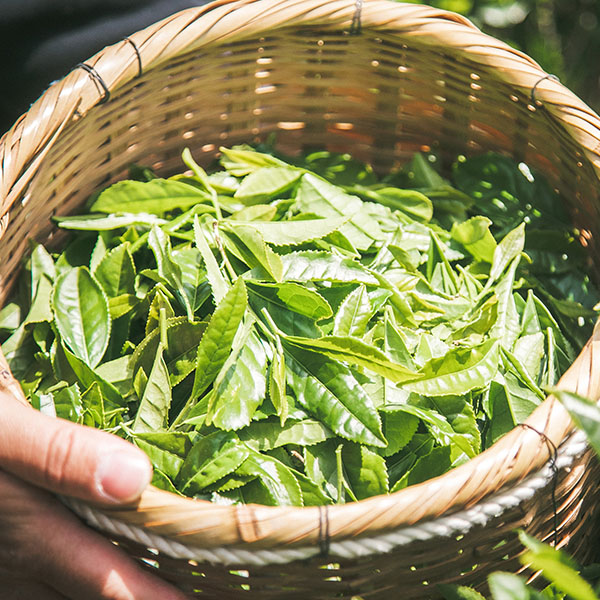 かごしま茶