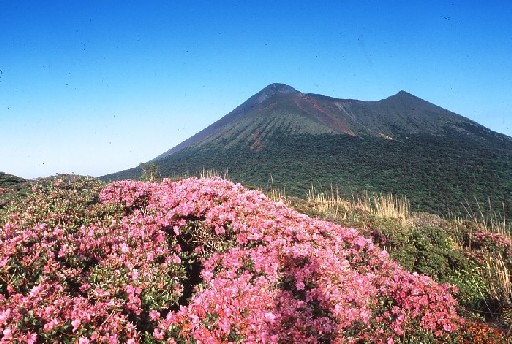 鹿児島県の県花「ミヤマキリシマ」