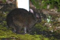 アマミノクロウサギ