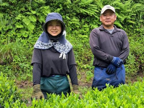 錦江　R7年6月城下製茶